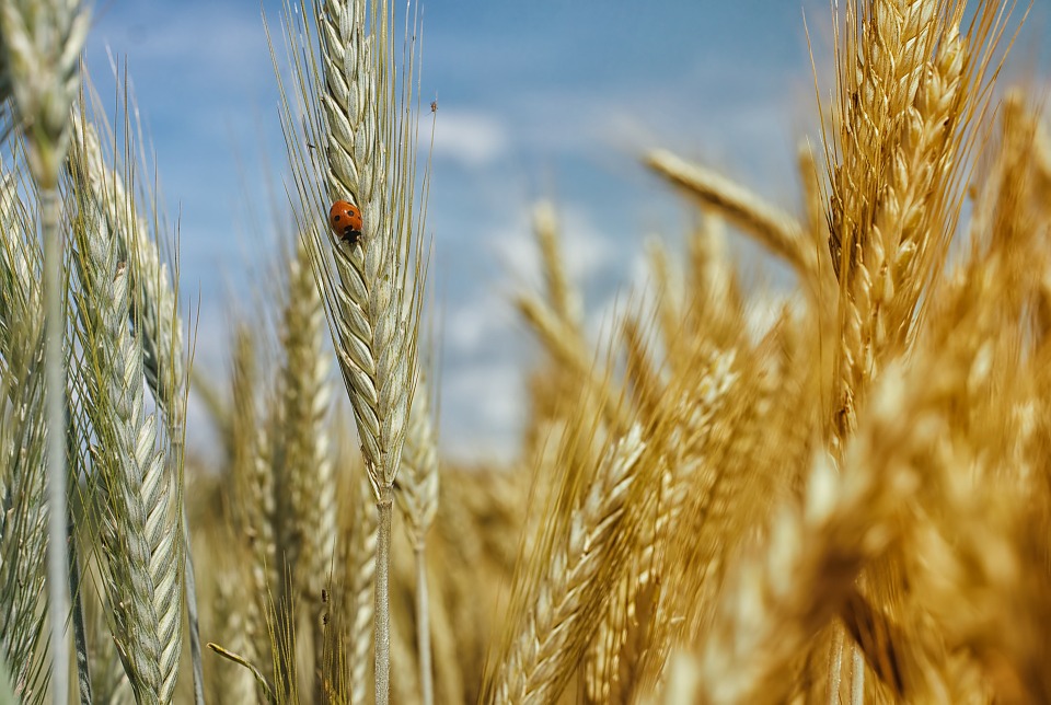 Polizza-salva-grano