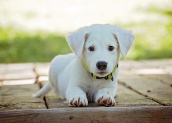 Assicurazione-cane