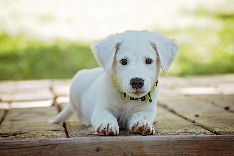 Assicurazione-cane