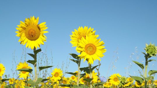 Assicurazioni-primavera