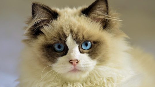 animali domestici